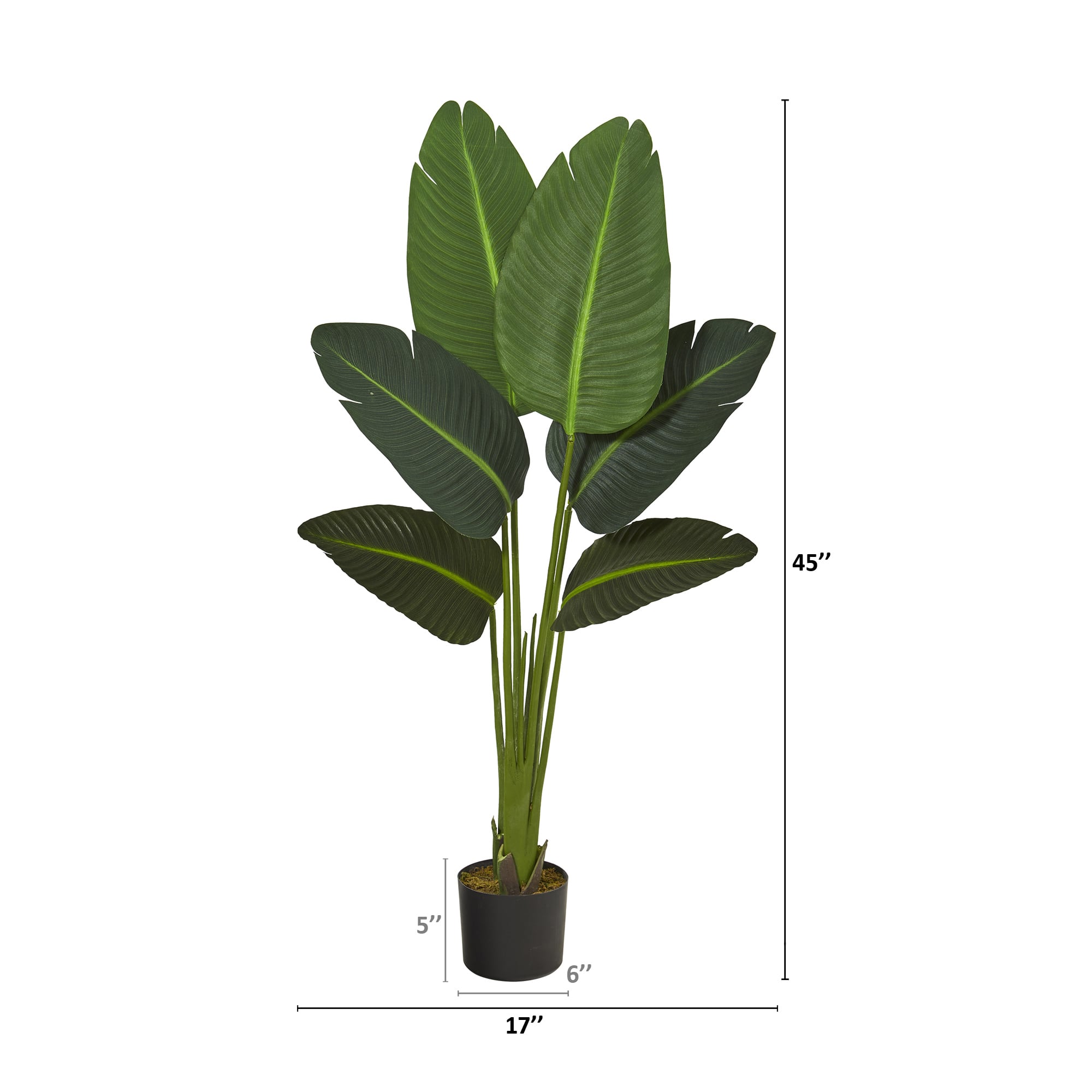 4ft. Potted Travelers Palm